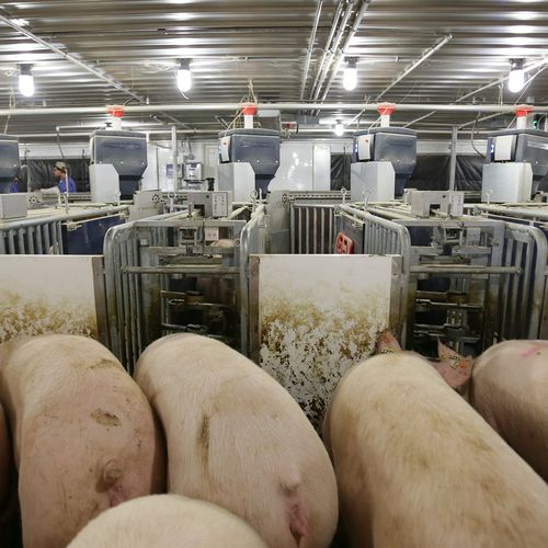 Sortiertor für Schweine - Nedap Livestock Management - automatisiert