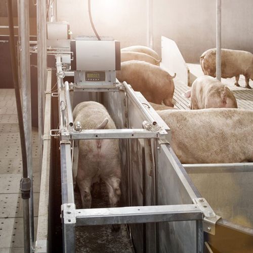 Gewicht-Überwachungssystem - Nedap Livestock Management