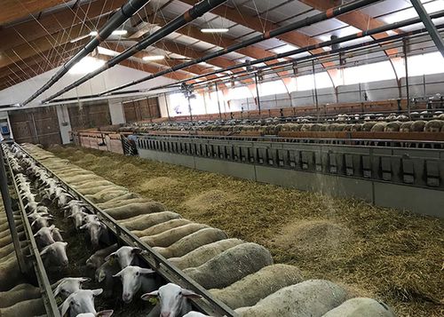 Automatische Einstreumaschine - Strohmatic - Schauer Agrotronic GmbH - Einstreu