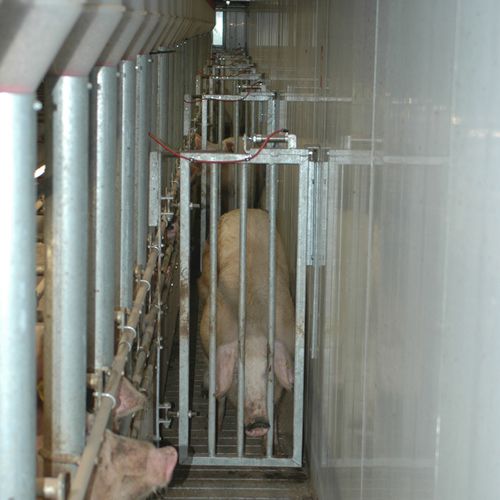 Sortiertor für Schweine - Date Gate® - Vereijken Hooijer B.V. (Pro Dromi®)