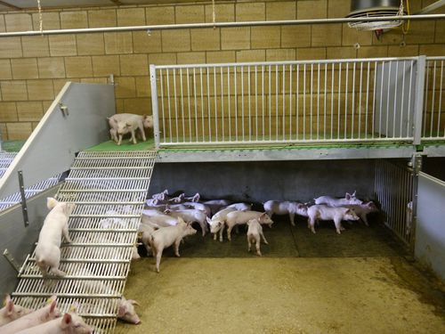 Tierspielzeug für Schweine - Vereijken Hooijer B.V. (Pro Dromi®) - hängend