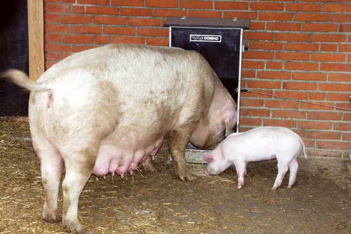 Trog für Ferkel - S.O. 22  - W. DOMINO A/S - für Säue / Polyethylen / Edelstahl