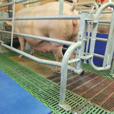 Gummiteppich - WEDA Dammann & Westerkamp GmbH - für Schweinezucht