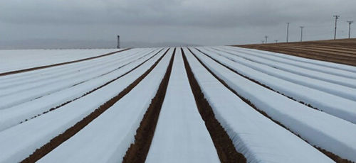 Mulchleinwand mit UV-Filter - OZGARD - Ginegar Plastic Inc - zur Bodendesinfektion