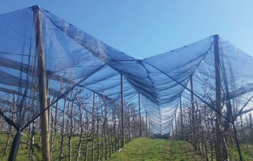 Beschattungsnetz - Leno - Ginegar Plastic Inc - Hagelschutz / Polyethylen / für Anbau
