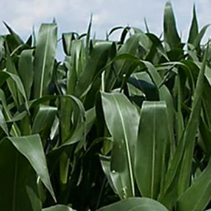 Sehr frühe Maissaat - P7034 - DuPont Pioneer - für Getreide / Silage / halmbruchresistent
