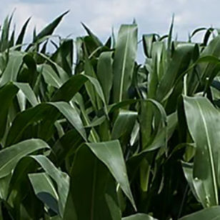 Frühe Maissaat - P7948 - DuPont Pioneer - für Getreide / Silage / halmbruchresistent