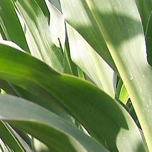 Sehr frühe Maissaat - P7179 - DuPont Pioneer - für Getreide / Silage / halmbruchresistent