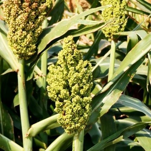 Mittelfrühe Sorghumsaat - SP2606 BMR - S & W Seed Company - Silage / mosaibeständig / hybrid