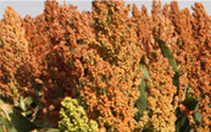 Frühe Sorghumsaat - Aphix AG1201 - Alta Seeds - für Getreide / hybrid / trochenzonengeeignet