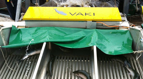 Fischzähler für Aquakultur - Channel - Vaki AS - für Forelle / für Lachs / Für Tilapias