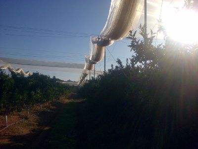 Hagelschutznetz - Rufepa - Insektenabwehr / Kunststoff / für Anbau