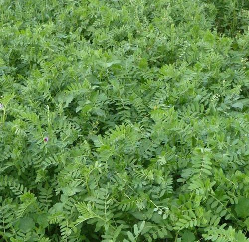 Wickenvegetationsdecke - 75901600 - Vital Concept - Zwischenfrucht / biologisch / kältebeständig