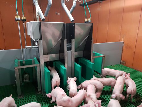 Fütterungsgerät für Schweine - Pigtrack - Asserva - Rohr / programmierbar / mit automatischem Identifizierungssystem