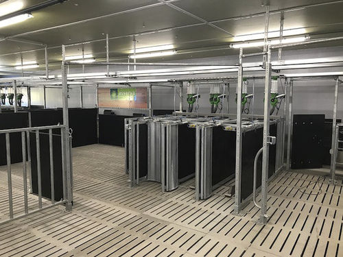 Fütterungsgerät für Schweine - Selfifeeder - Asserva - Rohr / mit automatischem Identifizierungssystem