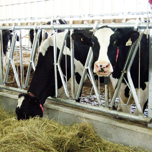 Fressgitter für Kühe - 1380008 - Canarm AgSystems - selbstblockierend