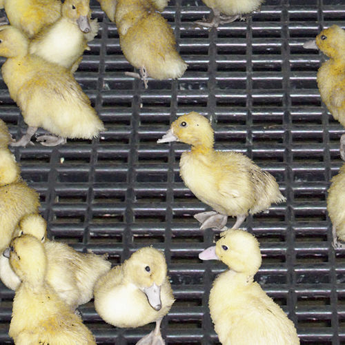 Kunststoffteppich - 2099400 - Canarm AgSystems - für Geflügelzucht / rutschfest