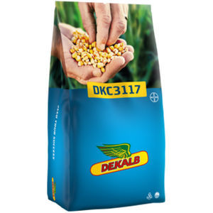 Sehr frühe Maissaat - DKC3117 - DeKalb - für Getreide / Silage / hybrid
