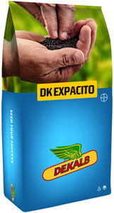 Mittelfrühe Rapssaat - DK EXPACITO - DeKalb - resistent gegen Rapsstengelfäule / hybrid / halmbruchresistent