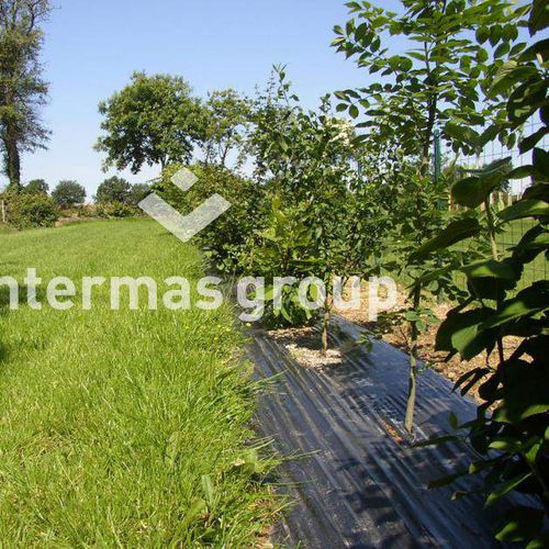 Folie zur Strohabdeckung - VIGNE AI2V - INTERMAS - schwarz