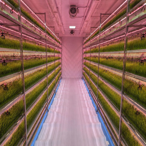 Gras-Containerfarm - HYDROPONIC SYSTEMS INTERNATIONAL - Futter