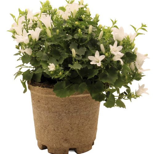 Pflanztopf auf Pflanzenbasis - Jiffy Pot R3 - Jiffy Products International BV - Papier / rund / recycelbar