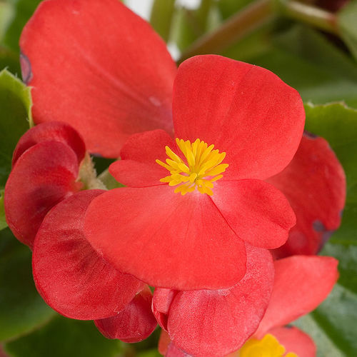 Blumensaat / einjährige Pflanze - Emperor - SAKATA ORNAMENTALS EUROPE A/S - rosa / rot / grün