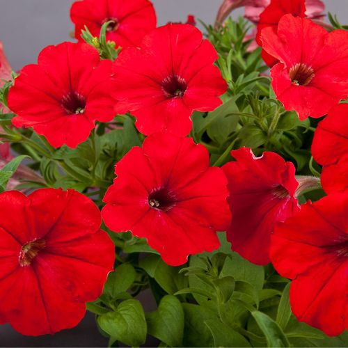 Blumensaat / einjährige Pflanze - Explorer - SAKATA ORNAMENTALS EUROPE A/S - rosa / violett / weiß