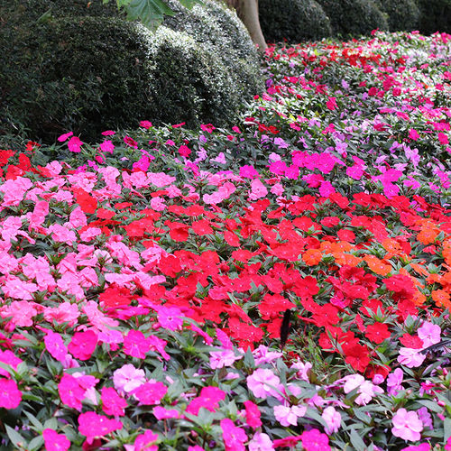 Blumensaat / einjährige Pflanze - SunPatiens® Compact - SAKATA ORNAMENTALS EUROPE A/S - rosa / violett / rot