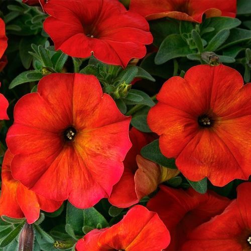 Blumensaat / einjährige Pflanze - BeautiCal® - SAKATA ORNAMENTALS EUROPE A/S - rosa / violett / gelb