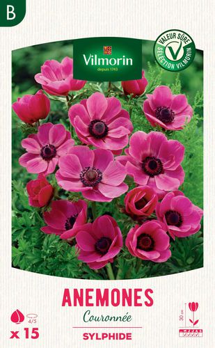 Staude-Blumenpflanzling - Anémone Sylphide - Vilmorin Jardin (Vilmorin Garden/ VDB) - rosa / Massiv / für Pflanzgefäß