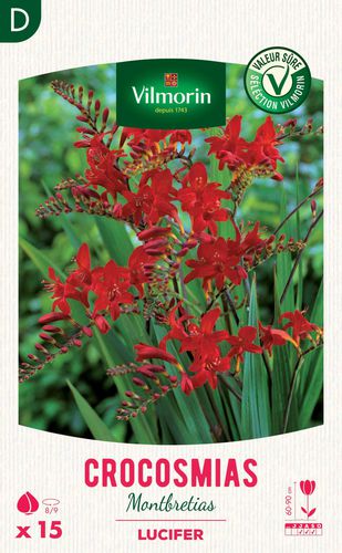 Staude-Blumenpflanzling - Crocosmia Lucifer  - Vilmorin Jardin (Vilmorin Garden/ VDB) - rot / Massiv / für Schnitt