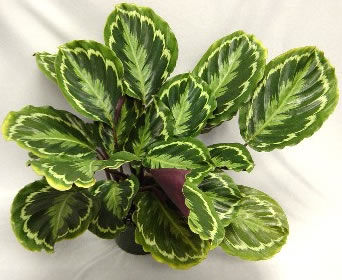 Staude-Grünpflanze - Calathea 'Medallion' - AG 3 Inc - für den Innenbereich / rustikal