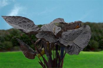 Staude-Grünpflanze - Colocasia 'Black Goblet' PPAF* - AG 3 Inc - für Pflanzgefäß / für Garten / rustikal
