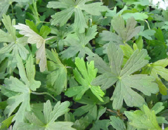 Staude-Blumenpflanzling - Geranium 'Espresso' - AG 3 Inc - violett / für Garten / duftend