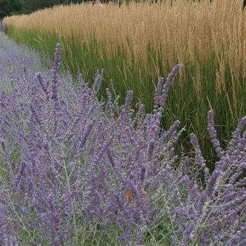 Staude-Blumenpflanzling - Calamagrostis acutiflora 'Karl Foerster' - AG 3 Inc - violett / für Garten / Massiv