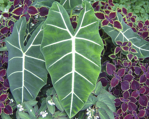 Staude-Grünpflanze - Alocasia 'Frydek' - Agri-Starts Inc - Massiv / für Garten / rustikal
