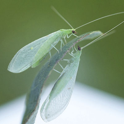 Laus Florfliegenlarve - Chrysoperla rufilabris - Beneficial Insectary Inc - Larve / ausgewachsen / Ei