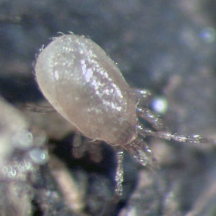 Fliege Milbe - STRATIOforce™ - Beneficial Insectary Inc - gegen Thrips / Larve / ausgewachsen