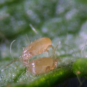 Milbe gegen Thrips - Amblyline - Bioline Agrosciences Inc/Bioline Canada Inc - Milbe / sonstige / ausgewachsen