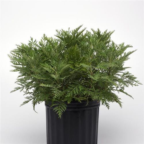 Staude-Blumenpflanzling - Artemisia SunFern™ Arcadia - Darwin Perennials - grün / für Pflanzgefäß / für Garten