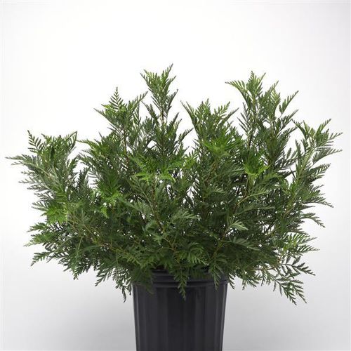 Staude-Blumenpflanzling - Artemisia  SunFern™ Olympia - Darwin Perennials - grün / für Pflanzgefäß / für Garten