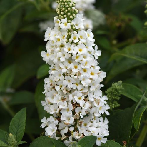 Staude-Blumenpflanzling - Buddleia  Chrysalis™  - Darwin Perennials - weiß / für Garten / zum Anlocken von Schmetterlingen