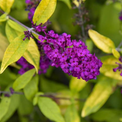 Staude-Blumenpflanzling - Buddleia Gold Drop - Darwin Perennials - violett / für Garten / zum Anlocken von Schmetterlingen