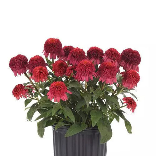 Staude-Blumenpflanzling - Echinacea  Double Scoop™ Raspberry Deluxe - Darwin Perennials - rot / für Pflanzgefäß / für Garten