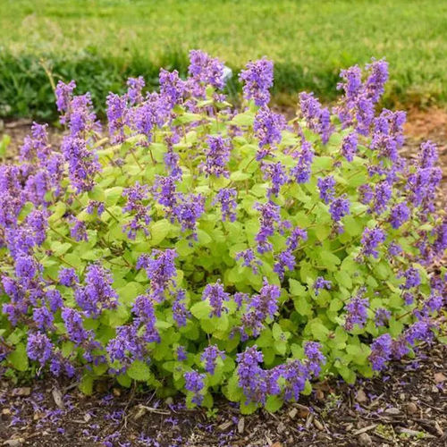 Staude-Blumenpflanzling - Nepeta Chartreuse on the Loose - Darwin Perennials - blau / für Garten / zum Anlocken von Schmetterlingen