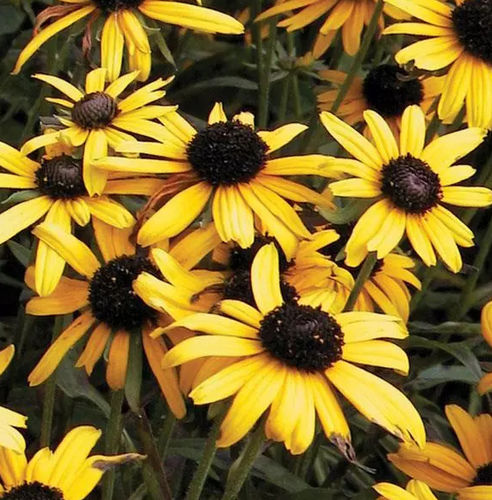 Staude-Blumenpflanzling - Rudbeckia speciosa Viette's Little Suzy - Darwin Perennials - gelb / für Garten / Hirschfest