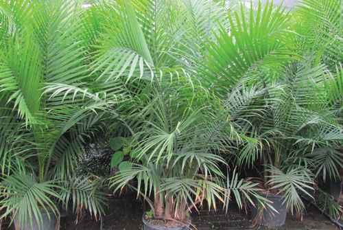 StaudeGrünpflanze Majesty palm K&M Nursery für Garten