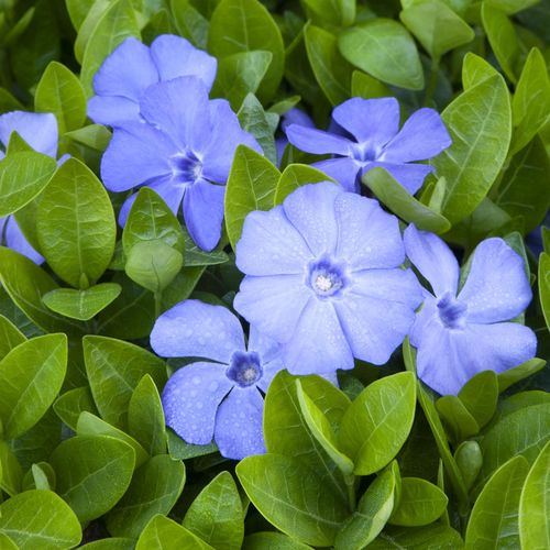 Staude-Blumenpflanzling - 7613  - Monrovia - Farbmischung / blau / violett