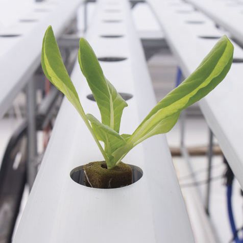 Torf-Anzuchtsubstrat -  Horticubes® - OASIS Grower Solutions - Stopfen / steril